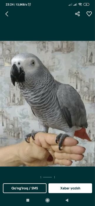 toti qushlar .xarxil turdagi qushlar   Jaku.Kakadu Ara