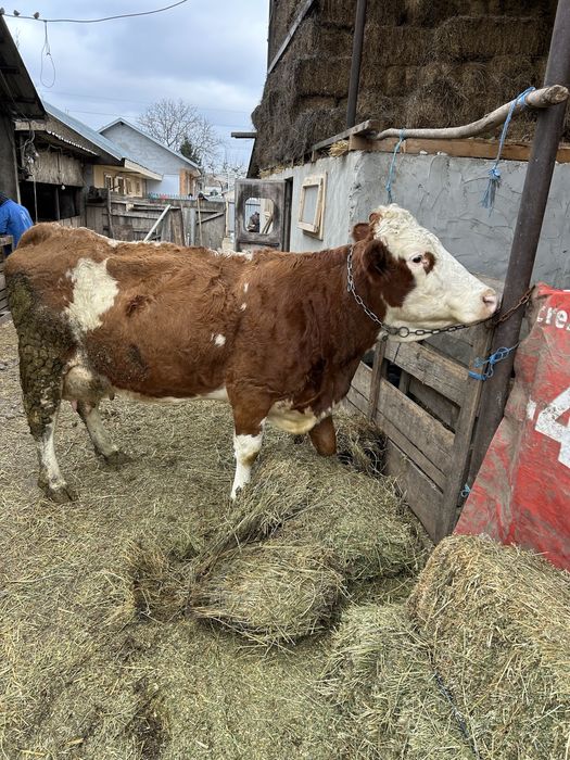 Vand Vaca buna de lapte!!