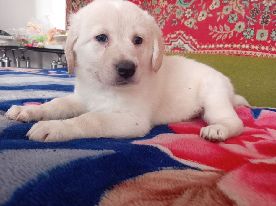 Отдодим в добрые руки