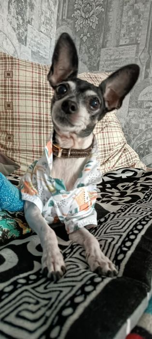 Японский терьер ищет подругу