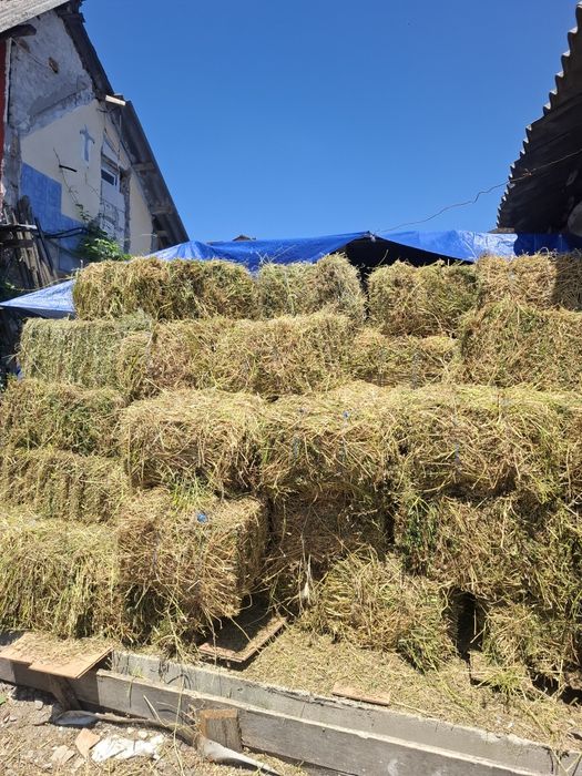 Vand baloti de lucernă