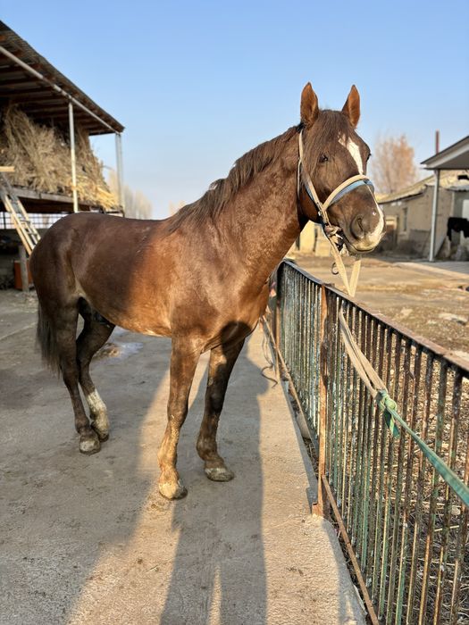 Айғыр сатылады