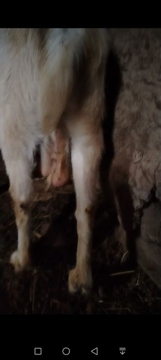 Ечкилар сотилади