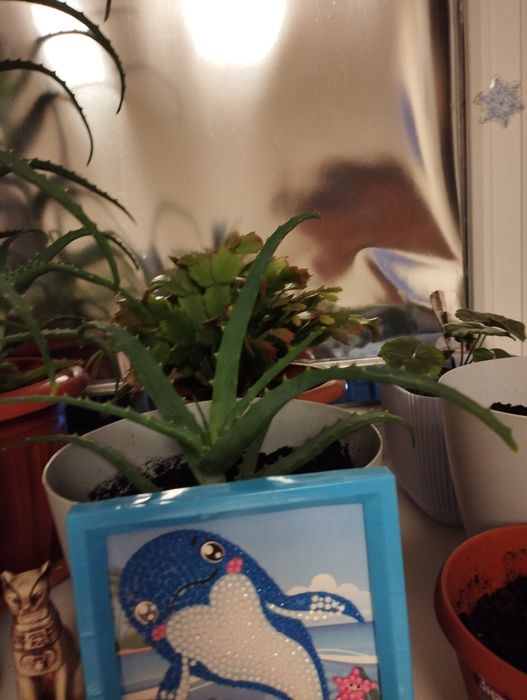 Продам алоэ. Разных размеров