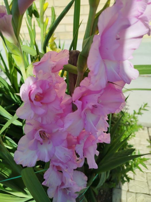 Луковицы гладиолусов