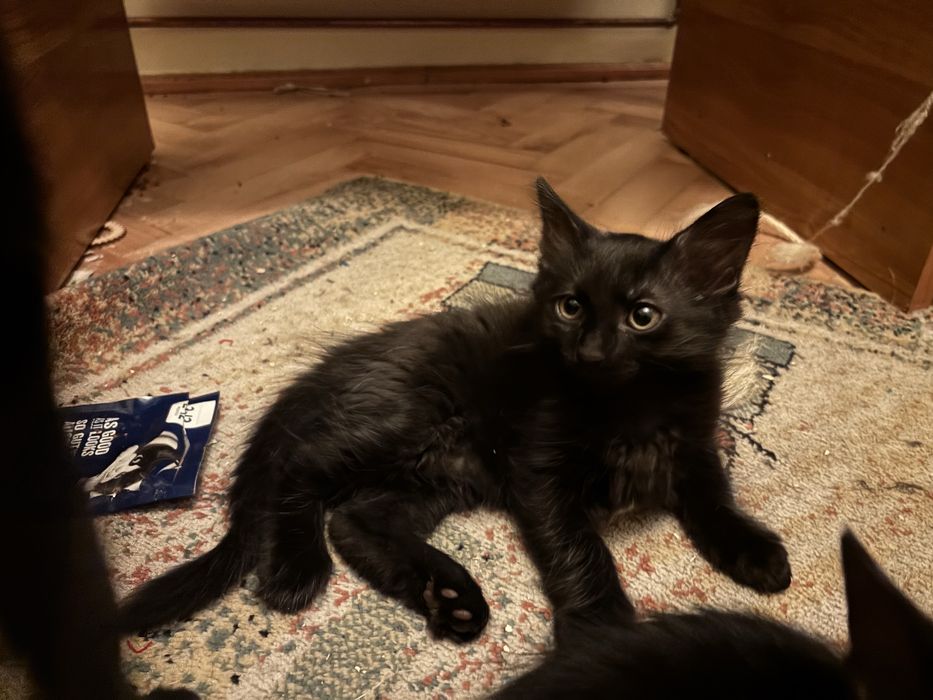 Pisicuti in donatie