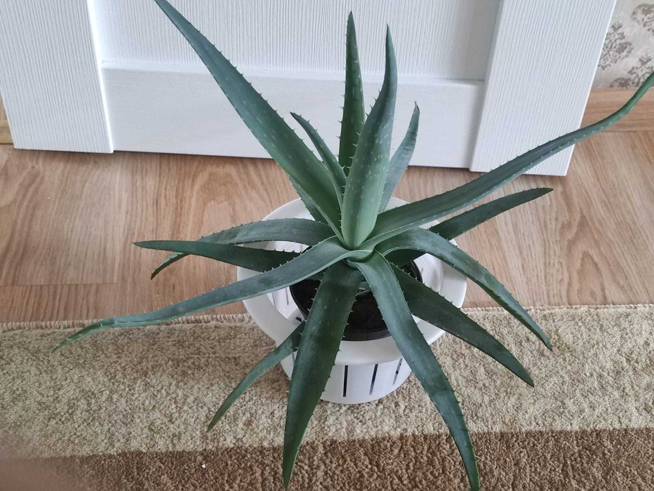 Алоэ лечебное 2500