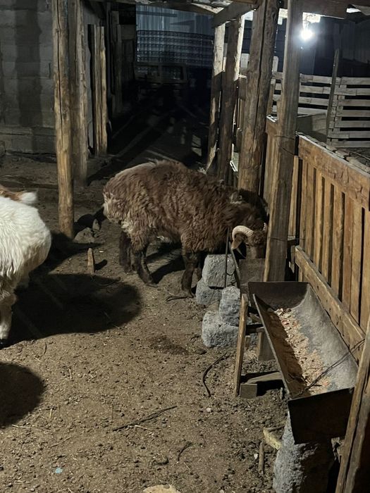 кошкар сатылады семиз