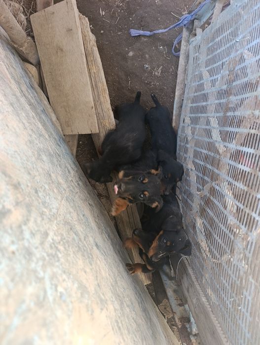 Ягдтерьер щенки 3 месяца