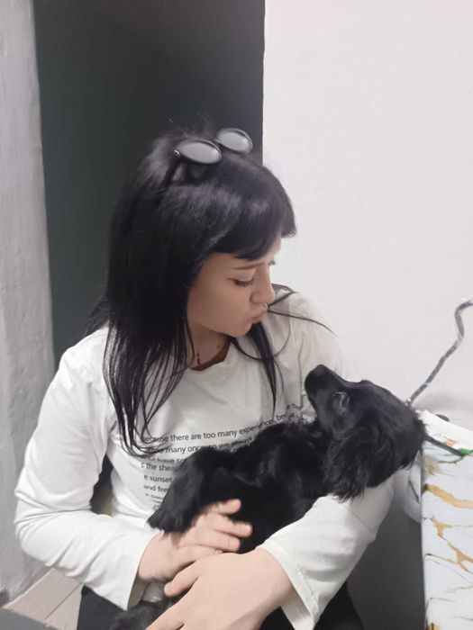 Продам щенка английский кокер спаниель