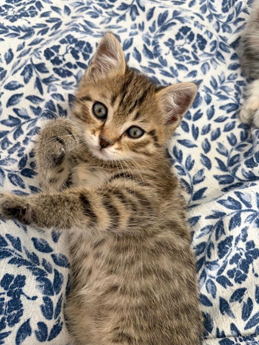 котята шотландцы