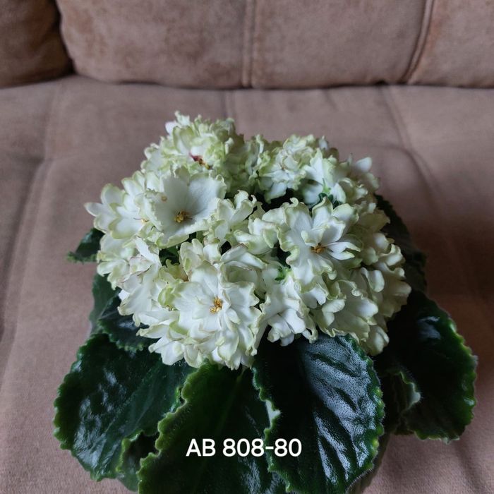 Листочки фиалок 500тг