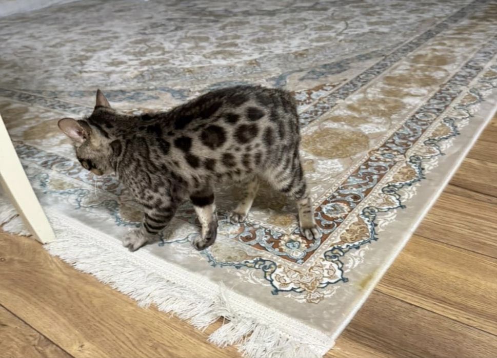 Кот Бенгал активный