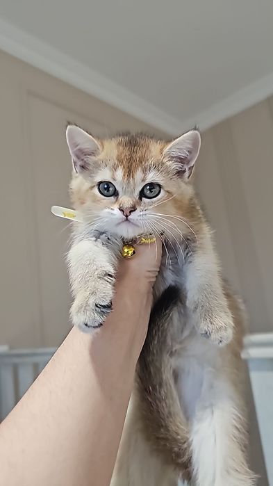 Голубая Британская Шиншила