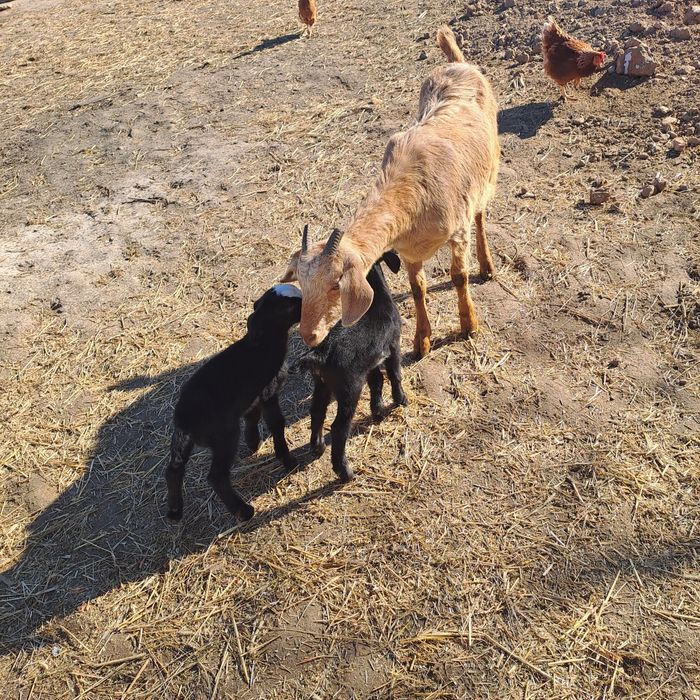 Vand 2 capre cu iezi