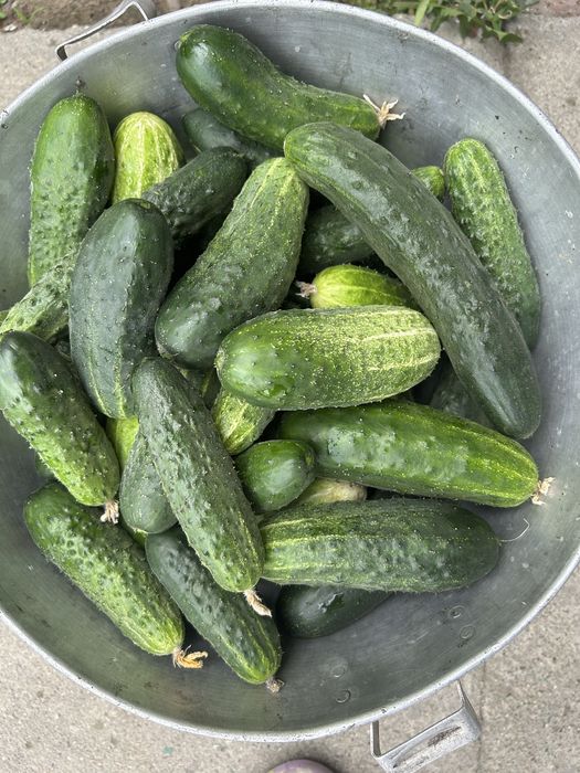 Продам домашние огурцы