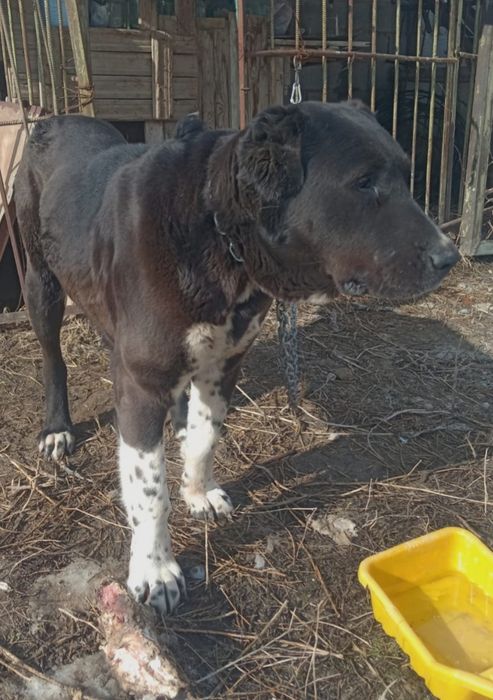 Еркек кушык 7 айлык