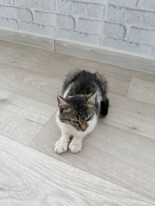 Отдам котенка девочку