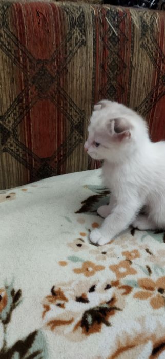 Котята 2 месяца вислоухие