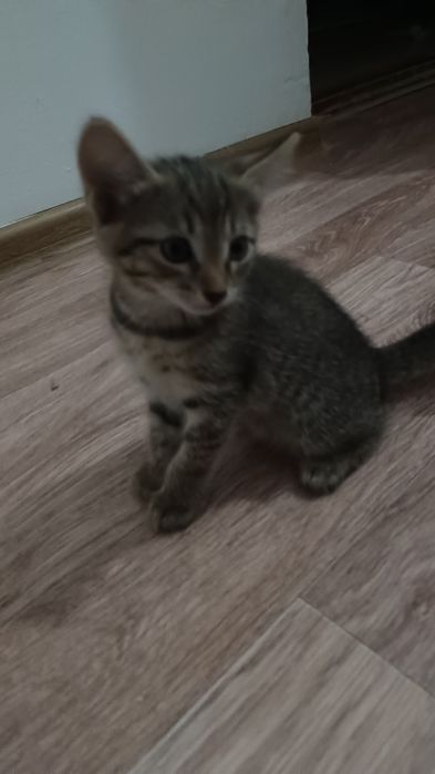 Котята в хорошие руки