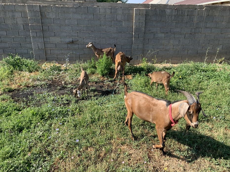 Англонубийский козел