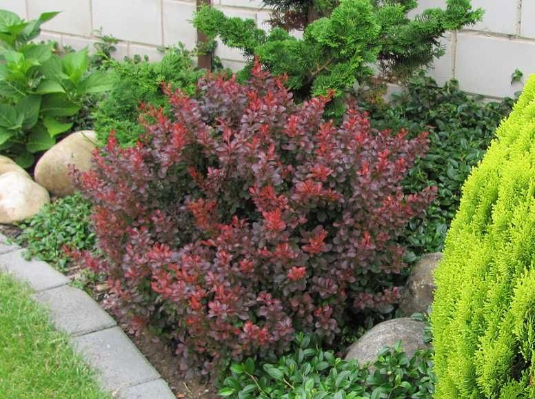 Барбарис Тунберга — Berberis thunbergi