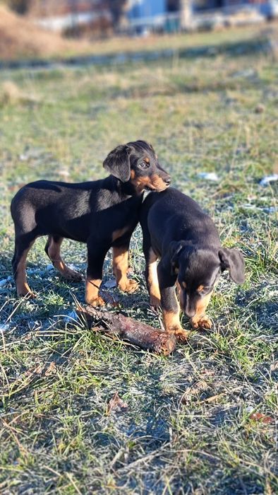 Деберманы чистокровные