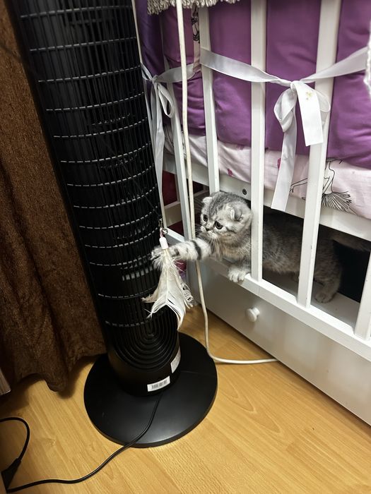 Продам шотладских котят