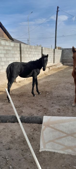 Тайшығарлар сатылады