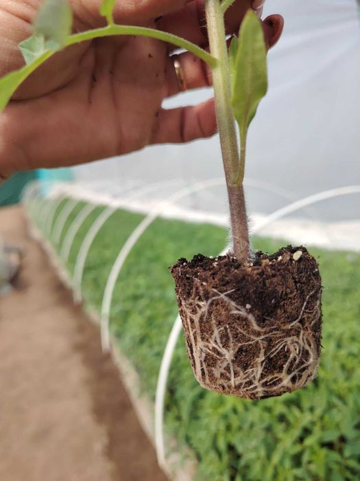 Разсад домати, краставици, Дини, Пъпеши, Пипер, зеле и др.