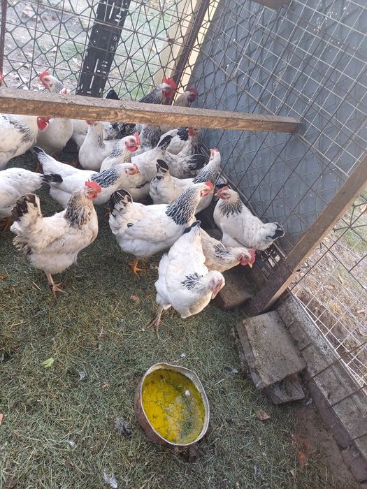 Продам курей серебристый Адлер