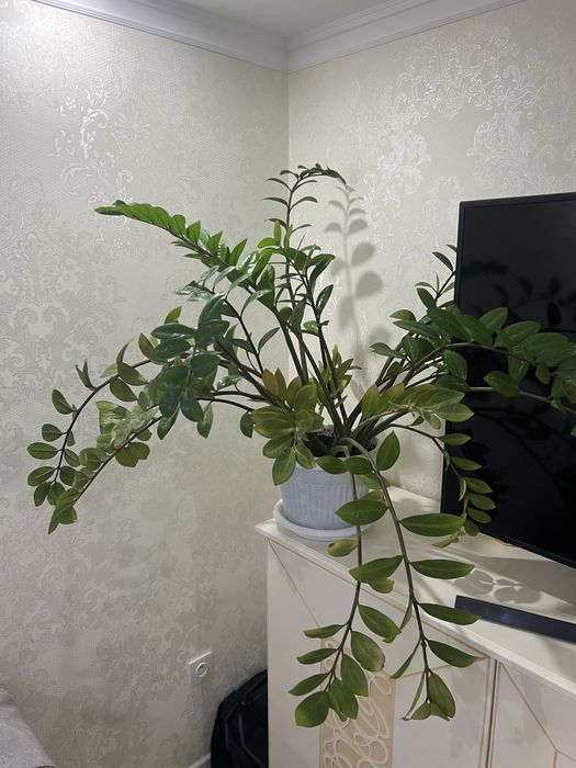 Комнатные растение цветы для дома