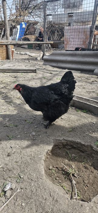 Инкубационные яйца