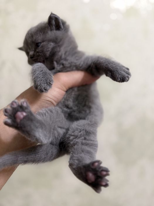 Tozza zotlik mushukchalar