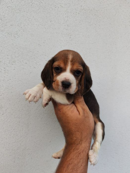 Beagle tricolor superba cu pedigree