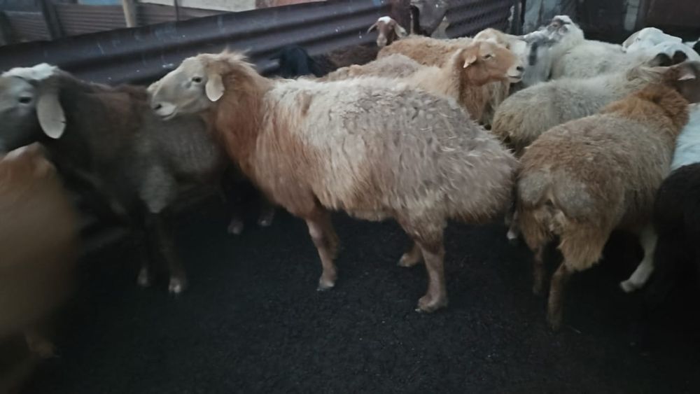 Едильбайские кошкары племенные