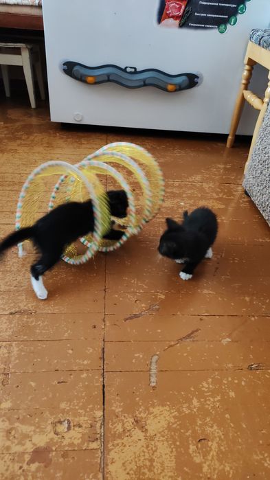 Милые котята. Мальчик и девочка