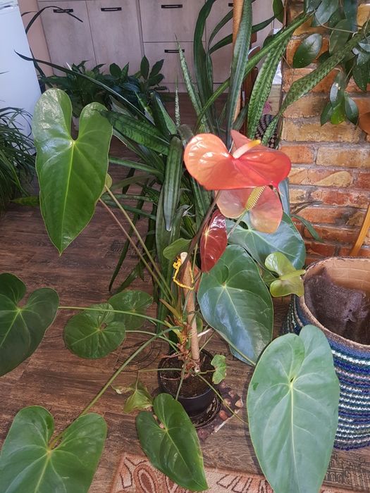 Комнатные. Растения