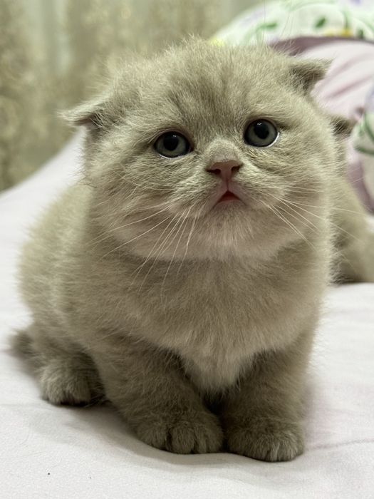 Skotish fold, skotsh strayt  1oylik sotiladi rangi seriy, qiz bola