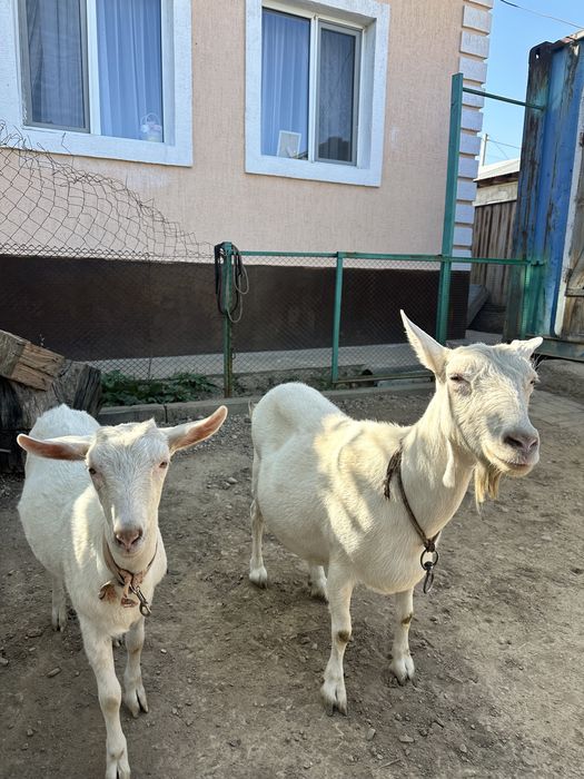 Зайнски козы. Ешкі сатылады