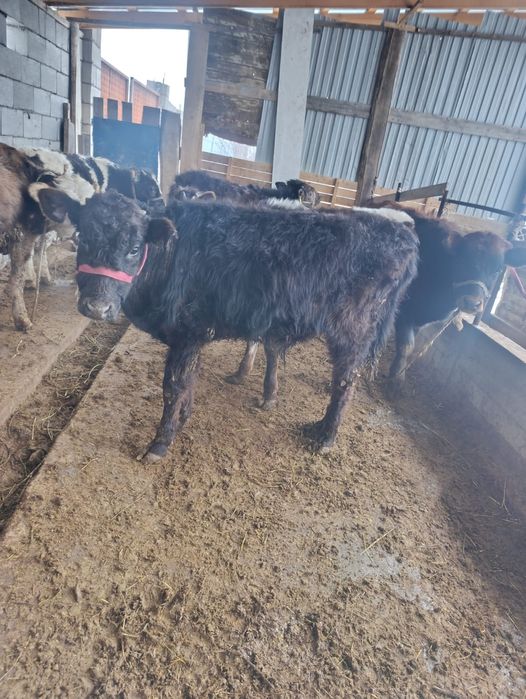 Бузаулар сатылады