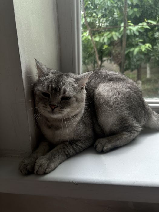 продам Шиншилла кошка