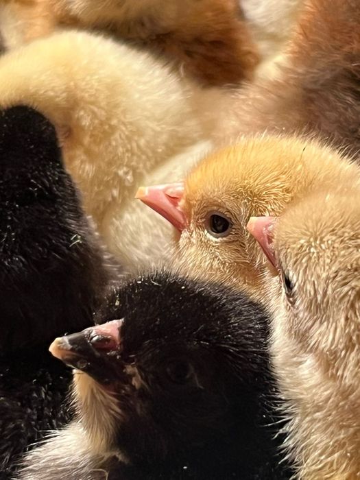 Продаются цыплята вылупились 22апреля