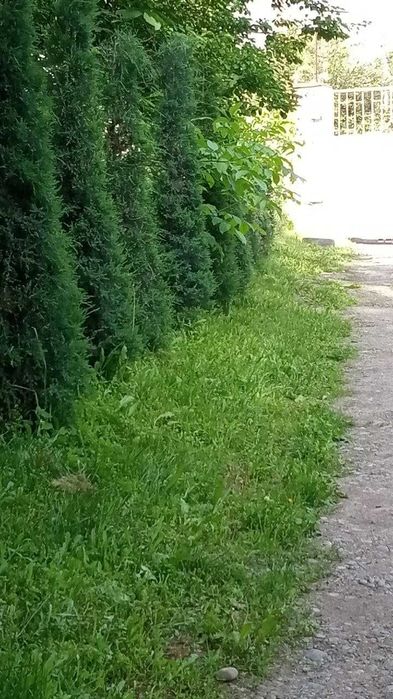 АРЧА можжевельник ОПТОМ