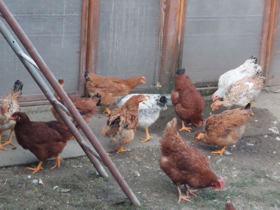 Gaini  și puicute de țară