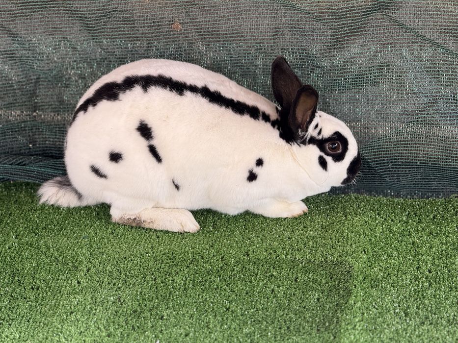 Продавам зайците на снимките от породата Рекс