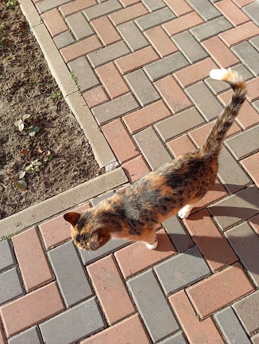 Donez pisică "Tigruta"