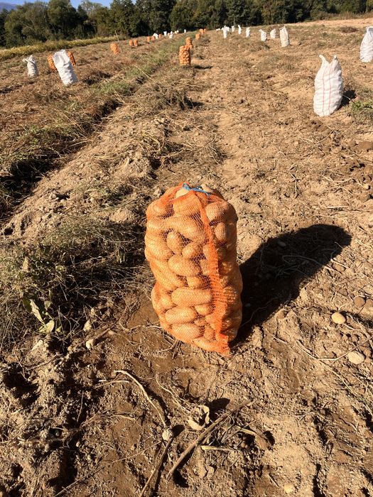 Cartofi albi pentru comsum