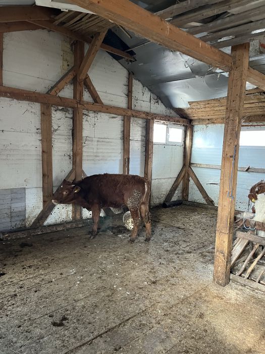 Vand 4 vitele si un tauras