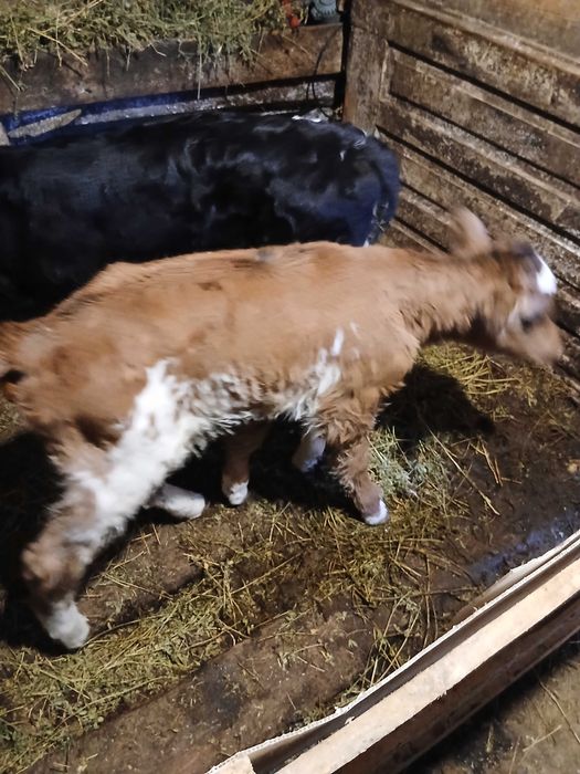 Продавам малки телета сукалчета